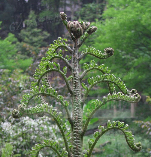 原始观音座莲