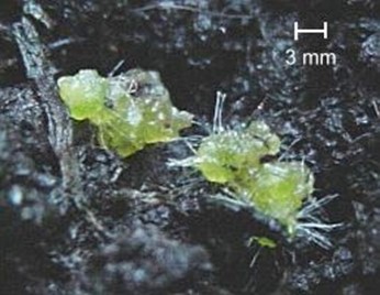 兰花的微小的种子和共生菌根