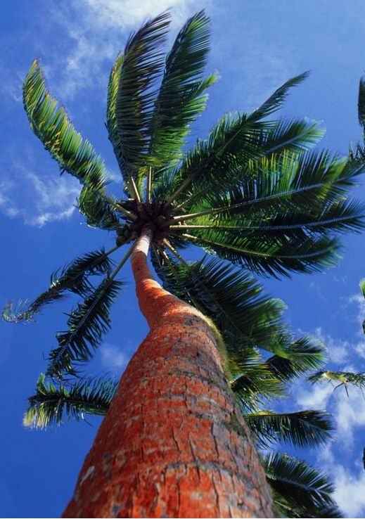 西谷椰子树