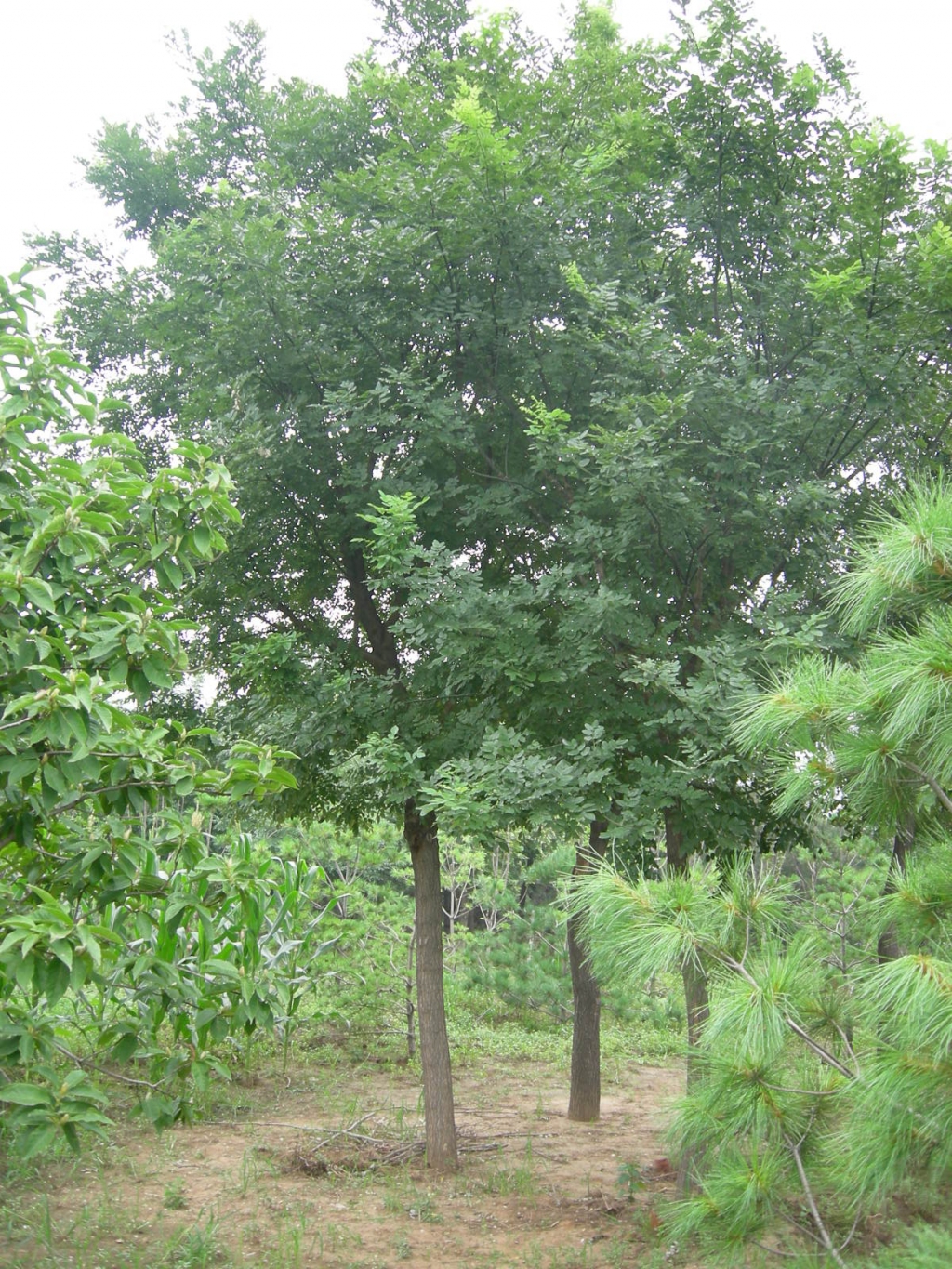 灌木种类大全（10种常见灌木图片介绍） – 碳资讯
