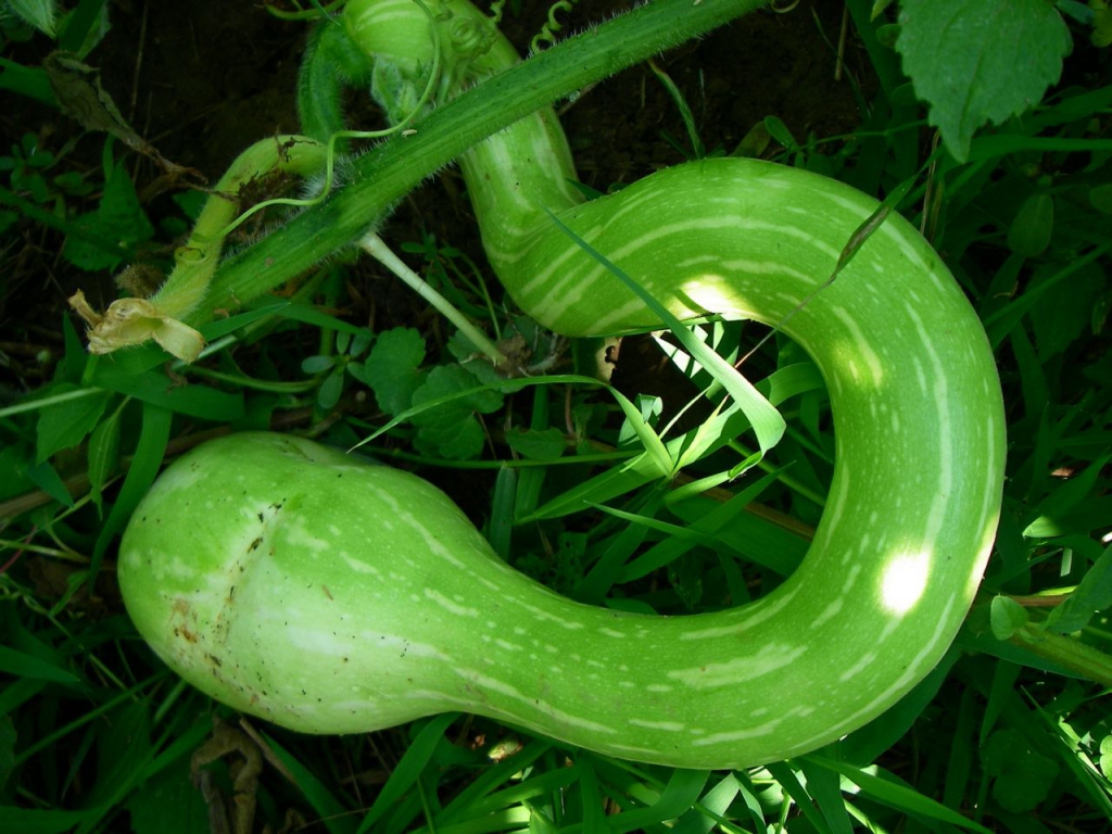 蛇瓜-中国蔬菜作物-图片