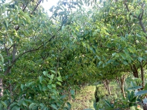 梨树
